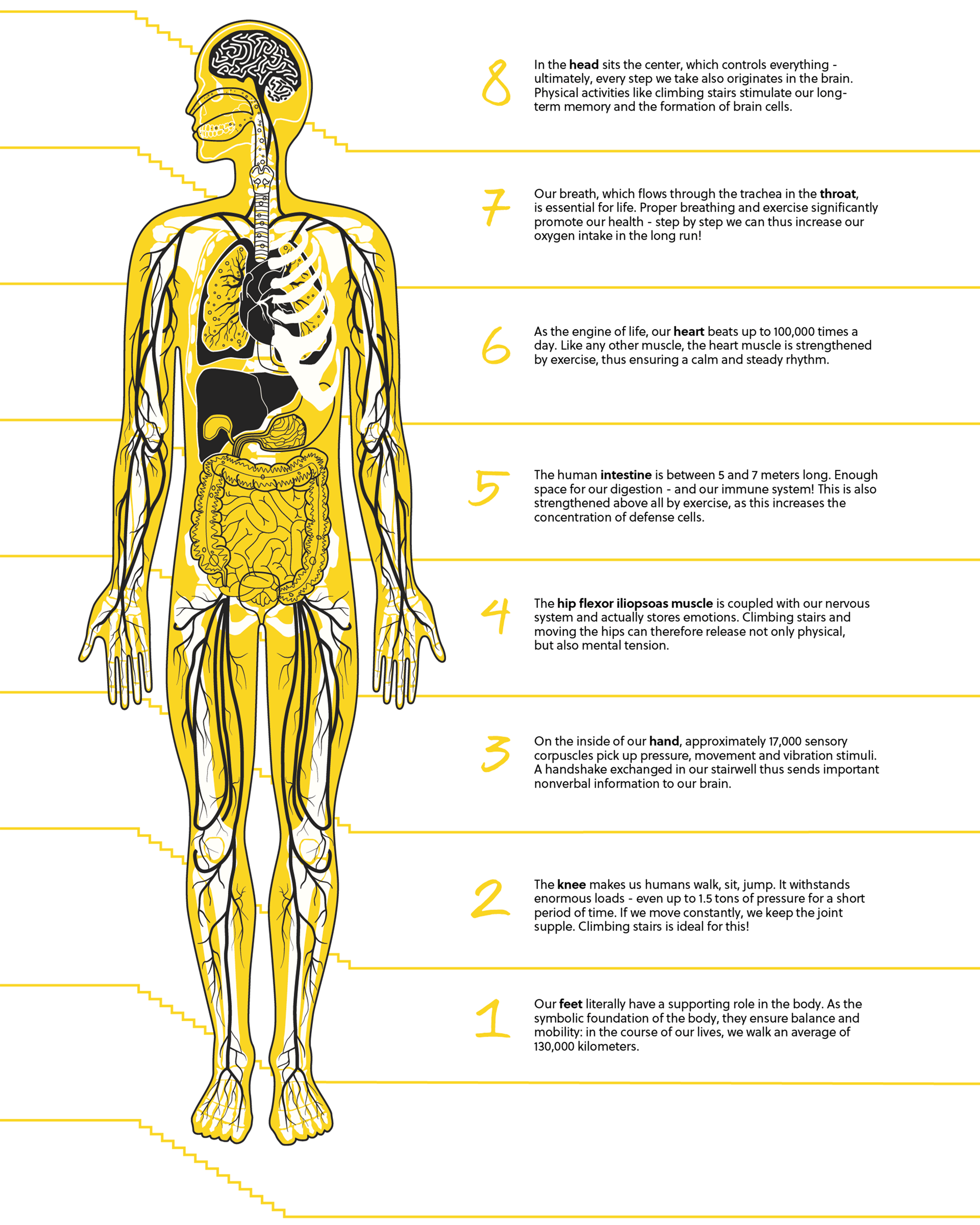 The whole illustrated figure of a human with the according texts indicating the influence of movement onto different body parts as overview