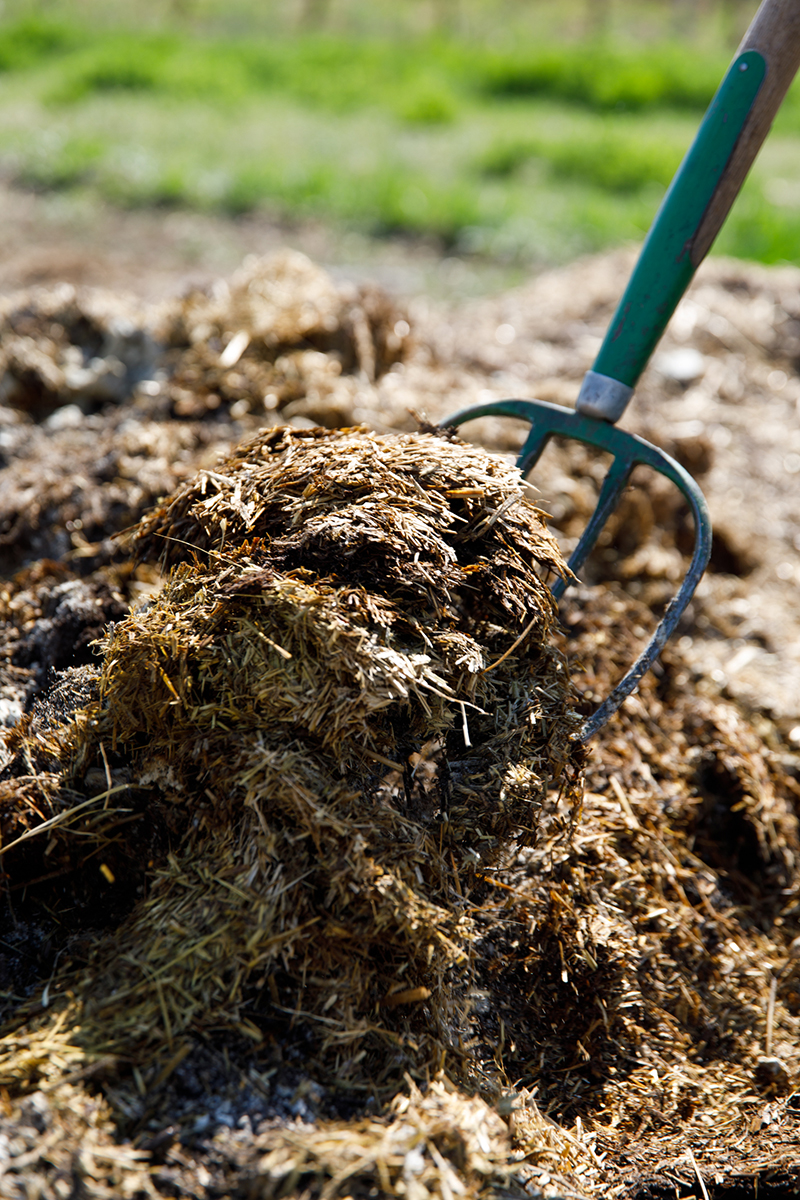 Pitchfork stabbing a pile of hummus with chaff and manure